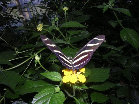 Butterfly Conservatory 5 Free Photo Download | FreeImages