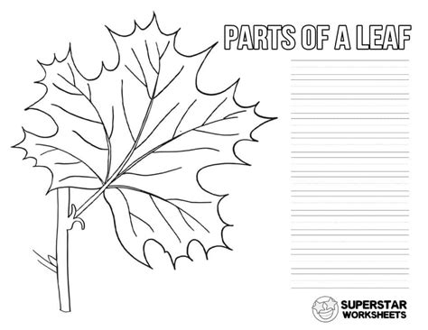 Leaf Anatomy Worksheet Answer Key Sketch Coloring Page