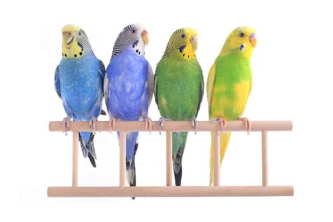 Best Pet Birds For Beginners | Critters Aplenty