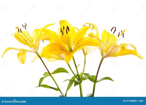 Bouquet of yellow lilies stock image. Image of flower - 57148983