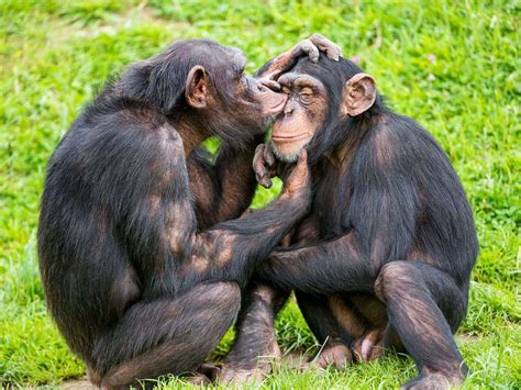 Human interference is destroying chimpanzee culture, a new paper reports