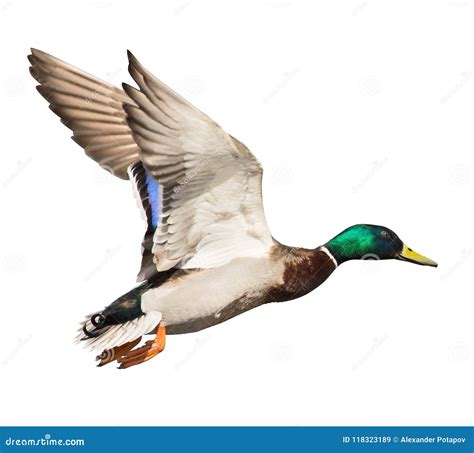 Mallard Duck Drake Isolated On White In Flight Royalty-Free Stock Photo | CartoonDealer.com ...