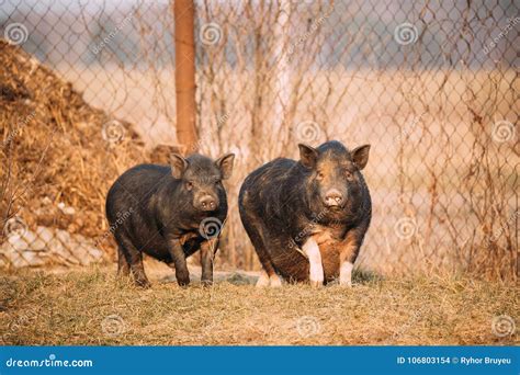 Two Pigs Posing in Farm Yard. Pig Farming is Raising and Breeding Stock ...