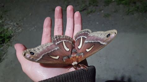 The Polyphemus moth ... large and furry with eyespots! | Bonners Ferry Herald