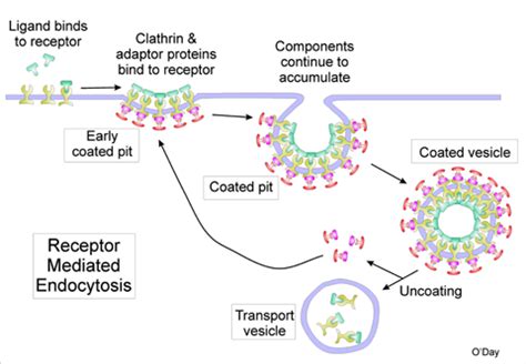 A diagram depicting receptor-mediated endocytosis | Biology classroom, Human anatomy and ...