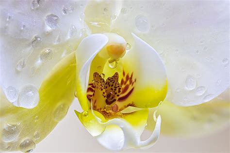 The Correct Way to Water Orchids For Healthy Blooms