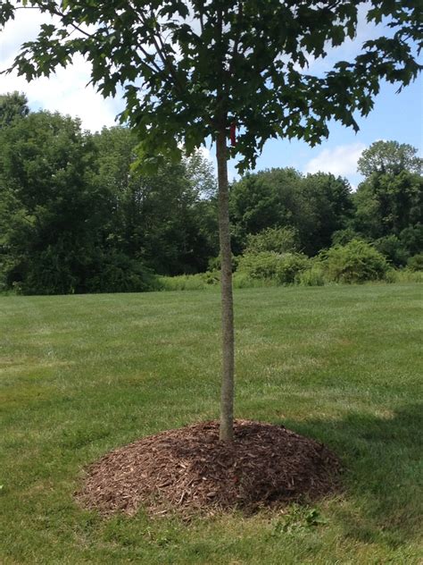 Proper Tree Mulching - Andrew's Arboriculture