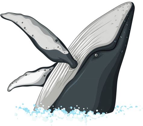 Best Humpback Whale Illustrations, Royalty-Free Vector Graphics & Clip Art - iStock