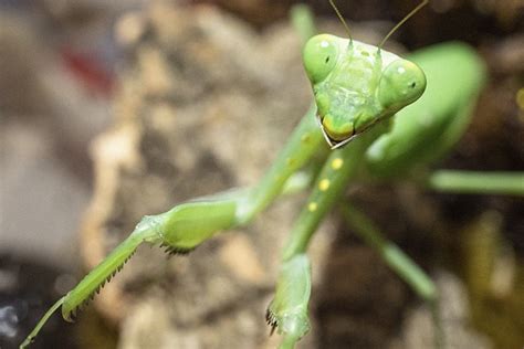 Chinese Mantis Praying - Free photo on Pixabay - Pixabay