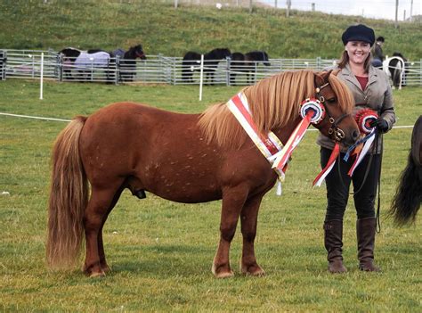 Viking Shetland Pony Show 2018 | Pony Breeders of Shetland Association