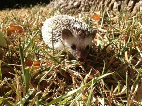 My Salt N’ Pepper Hedgehog | Sweet animals, Hedgehog, Stuffed peppers