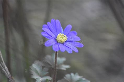 Anemone blanda Blue Shades stock photo. Image of flower - 269593338