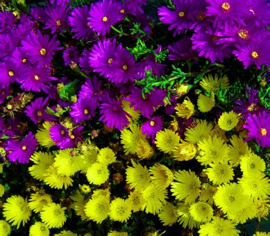 Free Images : colorful, flora, gerbera, flower garden, floristry, yellow flowers, red flowers ...