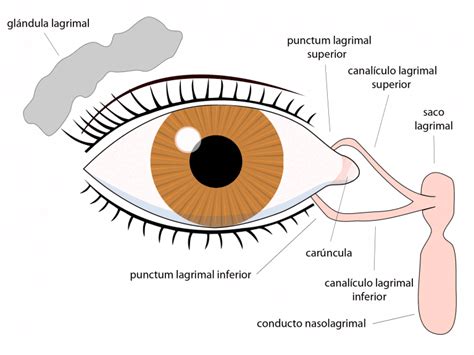 ¿Qué es la carúncula lagrimal? - Curiosoando