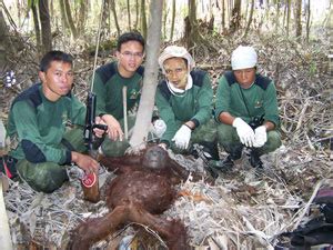 Loss of habitat - Borneo Orangutan Survival Australia