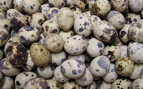 The Most Staggering Health Benefits Of Quail Eggs - Health Cautions