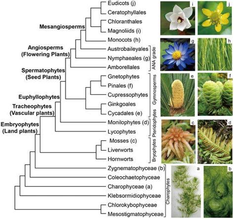 Angiosperm Phylogeny