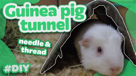 DIY GUINEA PIG TUNNEL - YouTube