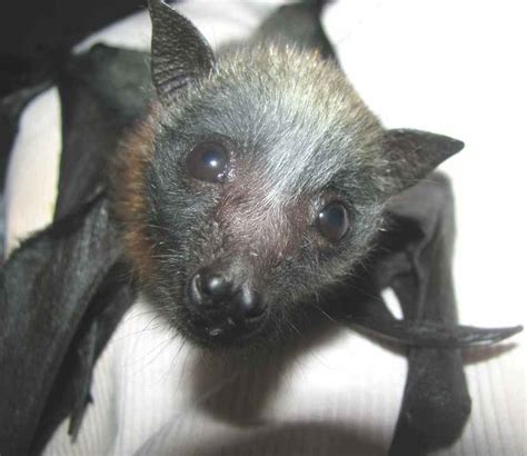 Introduction to Flying Fox Rescue & Rehabilitation workshop – Northern ...