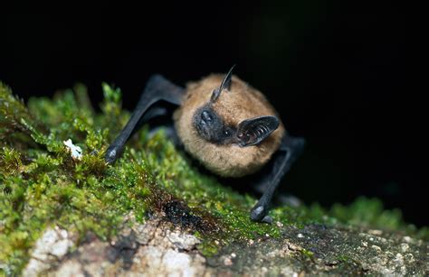 Eptesicus fuscus - Bat Conservation International