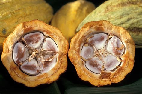 File:Cacao-pod-k4636-14.jpg - Wikipedia