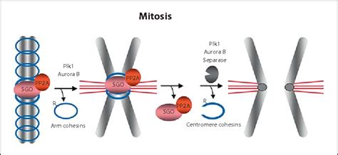 [PDF] Sister Chromatid Cohesion Control and Aneuploidy | Semantic Scholar