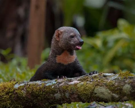 Tayra - Facts, Diet, Habitat & Pictures on Animalia.bio