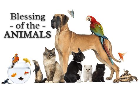 Oct 4 | Blessing of the Animals | McLean, VA Patch