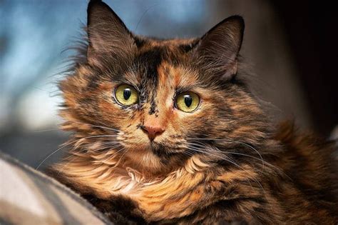 Tortoiseshell Cat Names – 100+ Perfect Ideas! - Find Cat Names