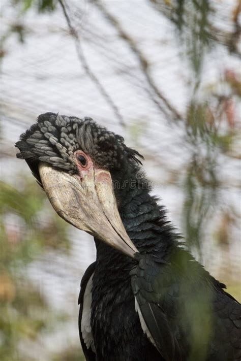 Silvery-Cheeked Hornbill stock image. Image of silver - 105940007