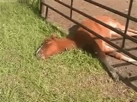 Horse Eating GIF - Horse Eating Grass GIFs | Say more with Tenor