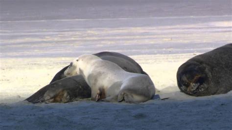 Nuestra Fauna En Las Islas Malvinas - YouTube