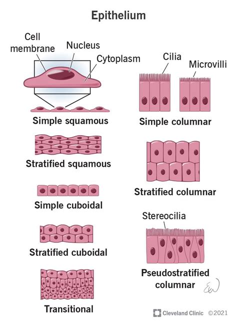 CBSE Science Grade 9 Tissues | Animal Tissues: Nervous Practice ...