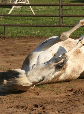 Horses Prone to Colic - KPP