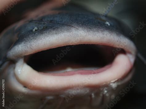 catfish mouth macro - Buy this stock photo and explore similar images at Adobe Stock | Adobe Stock