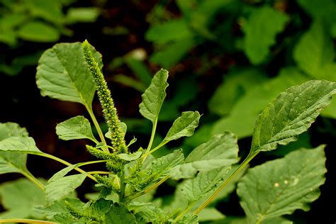 Pigweed or Amaranth: How to forage