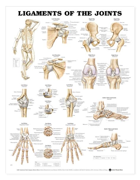 Ligaments of the Joints. Anatomy Charts & Terminology for major joints ...