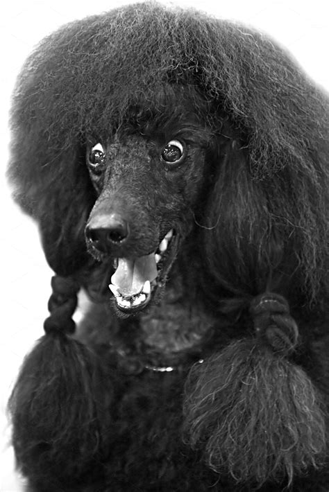 Black poodle dog | Animal Stock Photos ~ Creative Market