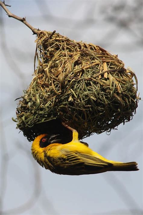 Weaver Bird Photograph by Jonathan Laverick - Fine Art America