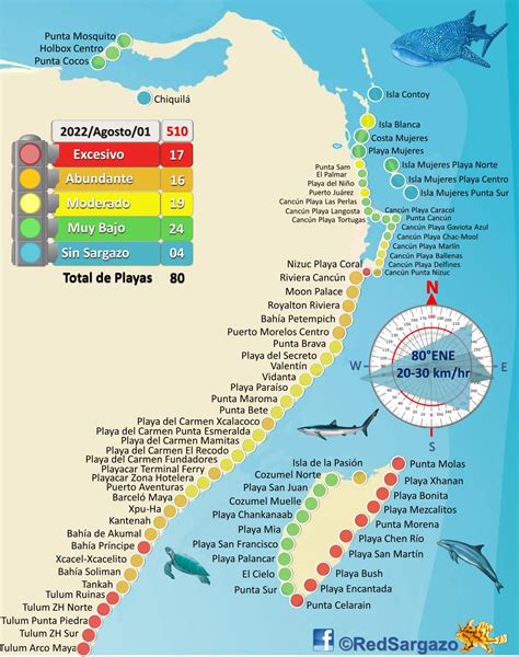 Mexican Caribbean About To See A Peak Of Seaweed Levels In Cancun And ...