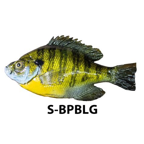 Bluegill Habitat Fish Replica | Research Mannikins Taxidermy Supply