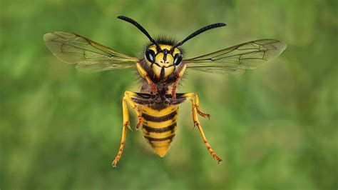 Wasp photograph wins latest Lichfield Camera Club competition - Lichfield Live