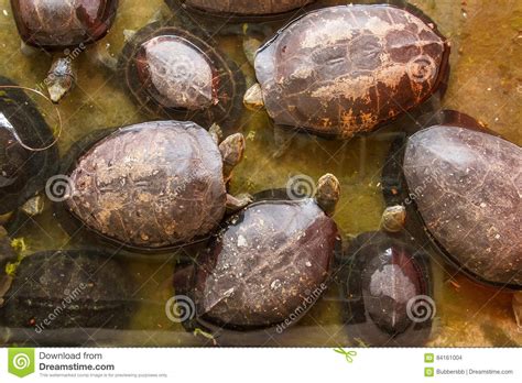 Turtle at Samut Prakan Crocodile Farm and Zoo, Thailand. Stock Photo - Image of outside ...