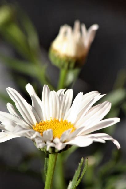 Two Shasta Daisy Flowers Free Stock Photo - Public Domain Pictures