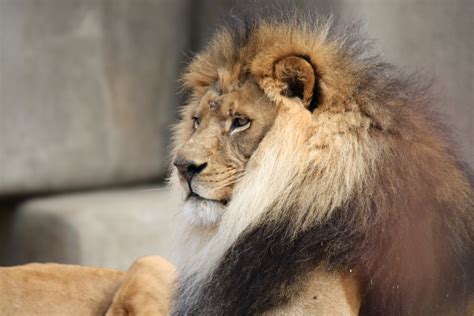 File:Male Lion 057.jpg - Wikimedia Commons