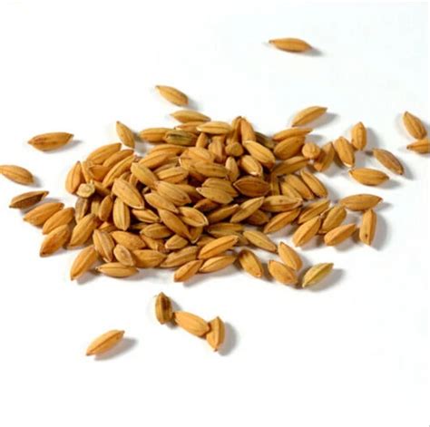 Buy 100 Pcs Rice Seeds | Free Shipping