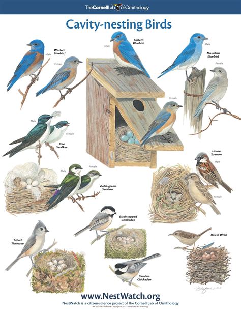 types of bird nests- pictures