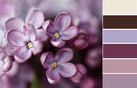 Color Palette #0014 Lilac Color Palette - Color Amazing Designs | Purple color schemes, Color ...