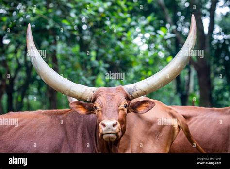 The Ankole-Watusi is a modern American breed of domestic cattle. It ...