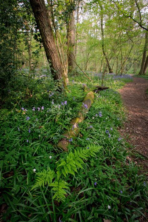 Swithland Wood | Scottish countryside, Places in england, Photo on wood